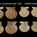 Image of Pecten acanthodes Dall