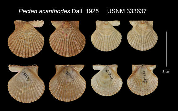 Image of Pecten acanthodes Dall