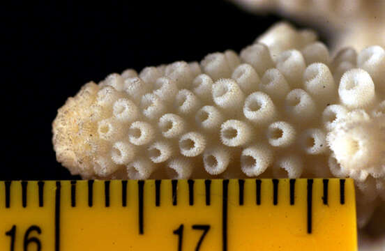 Image of Finger Coral