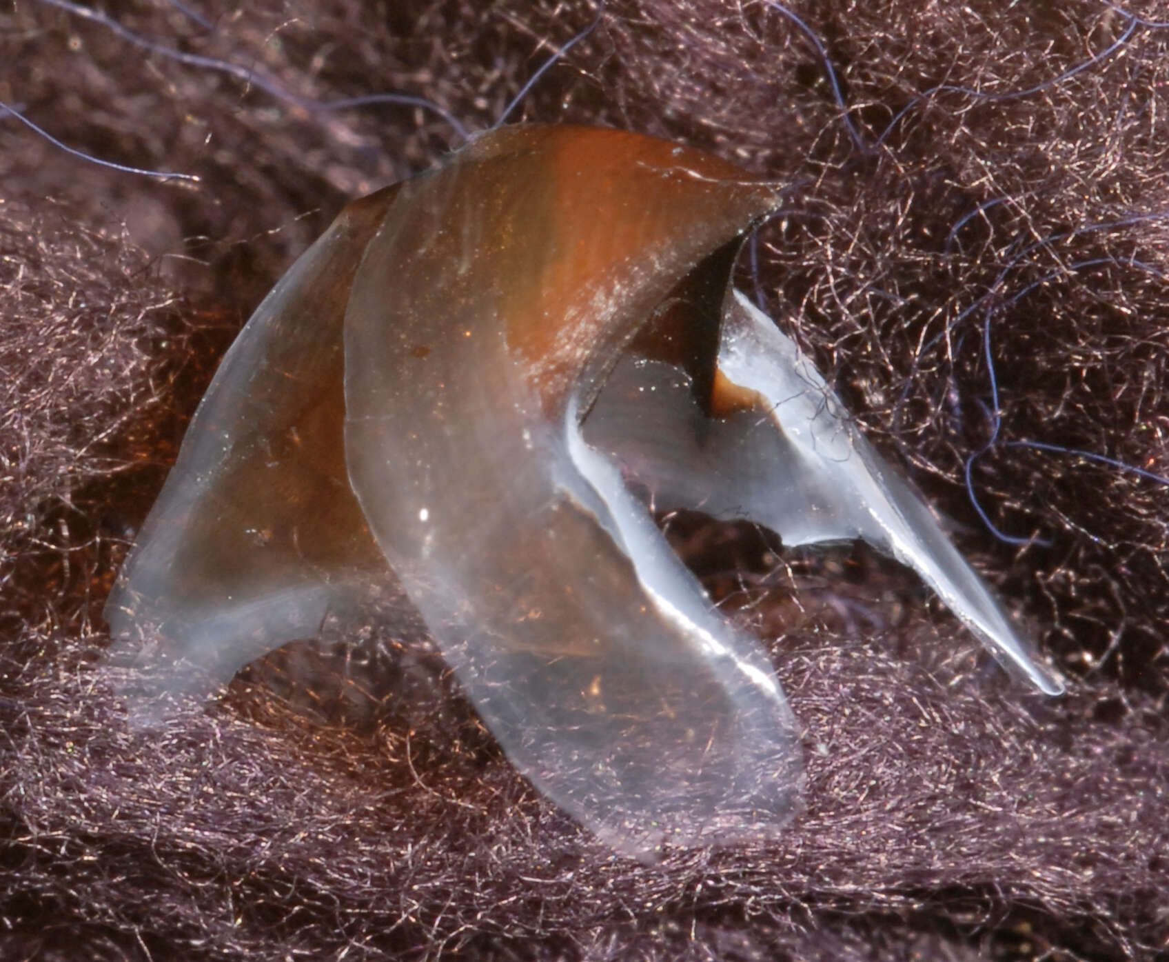 Image of Narrowteuthis nesisi Young & Vecchione 2005