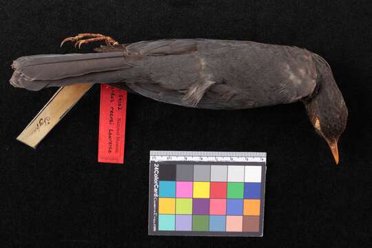 Image of Plumbeous-backed Thrush