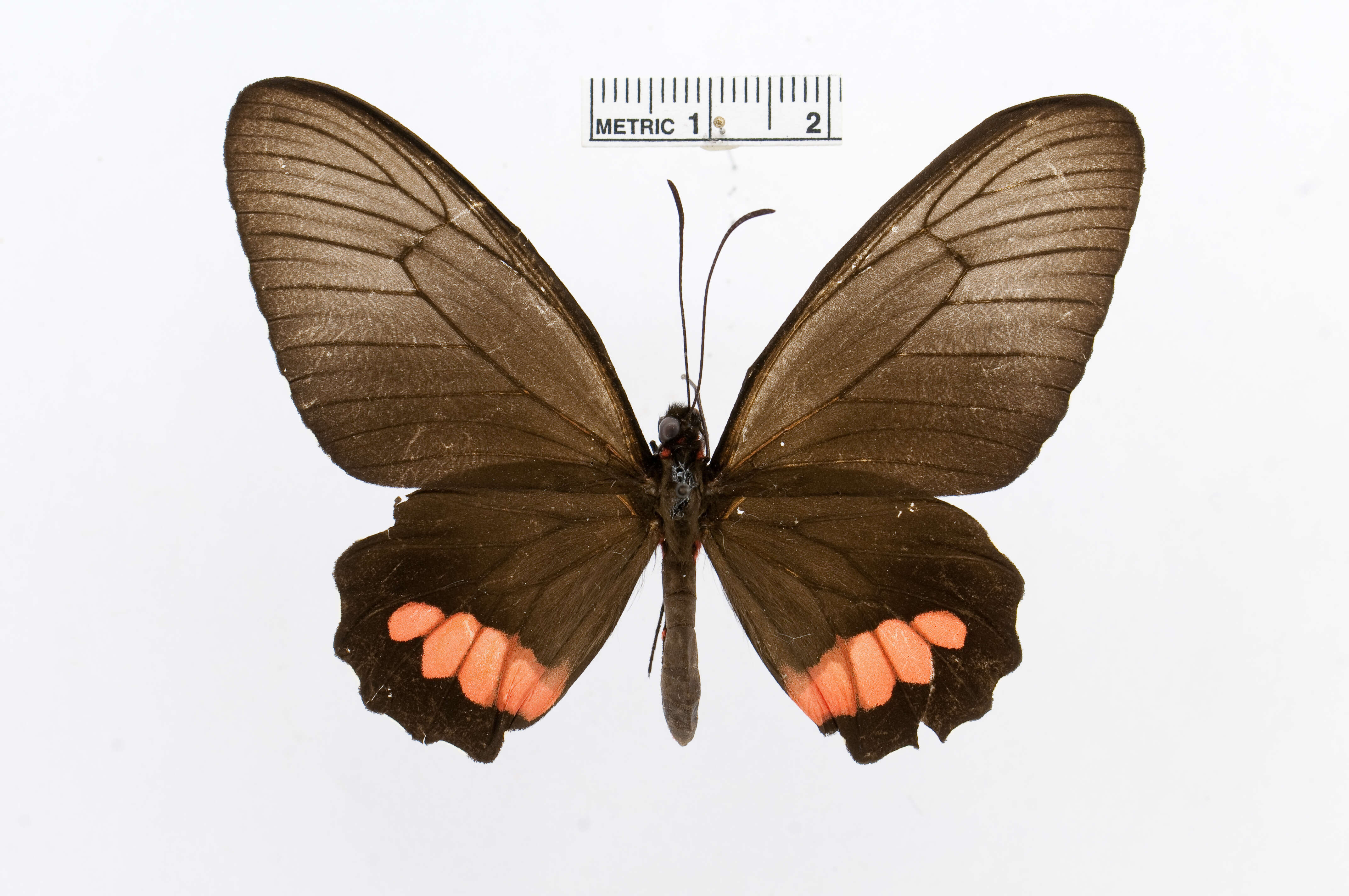 Слика од Parides anchises (Linnaeus 1758)
