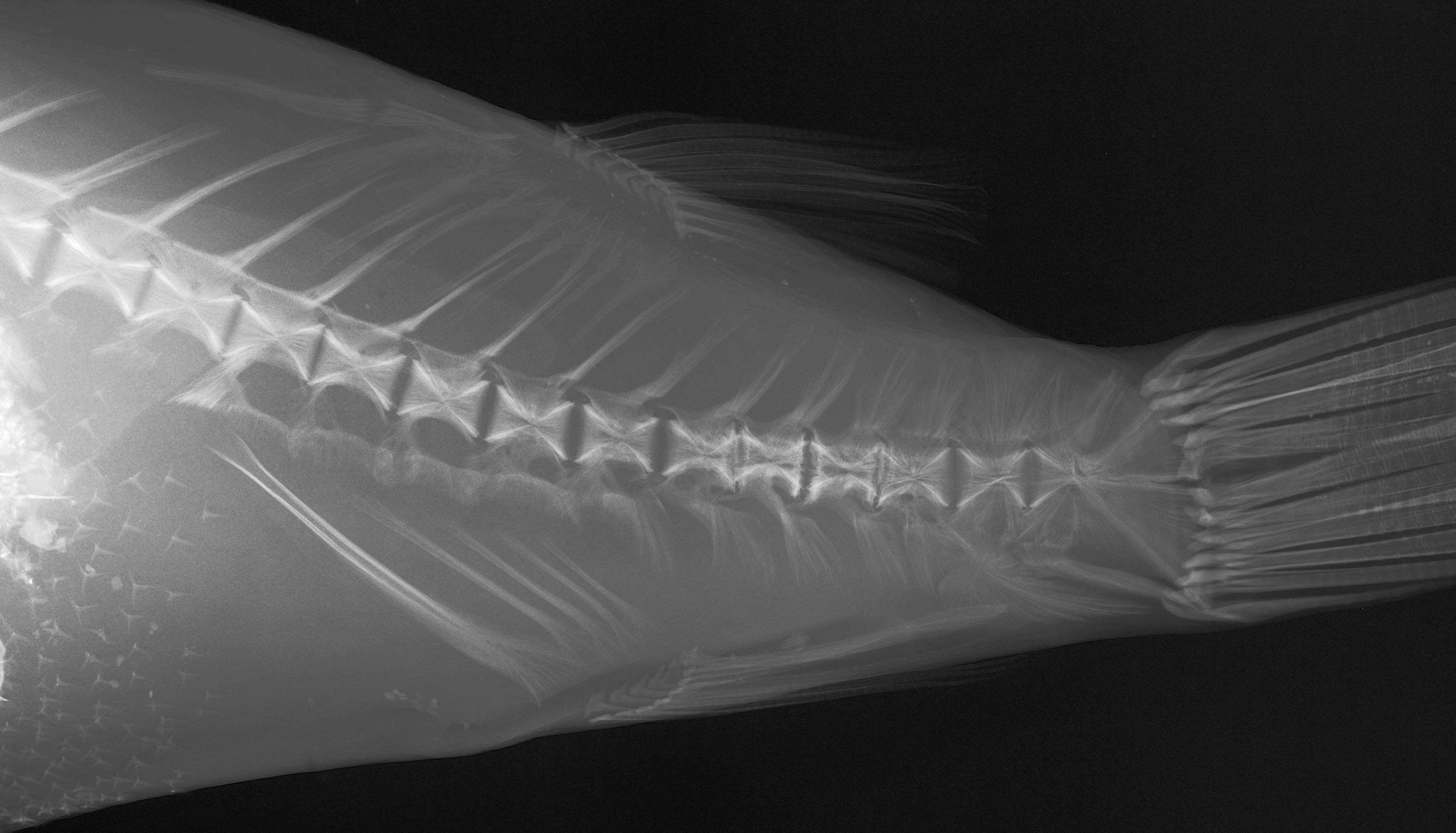 Image of Gangetic pufferfish