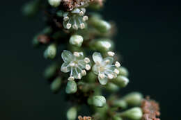 Coccoloba uvifera (L.) L. resmi