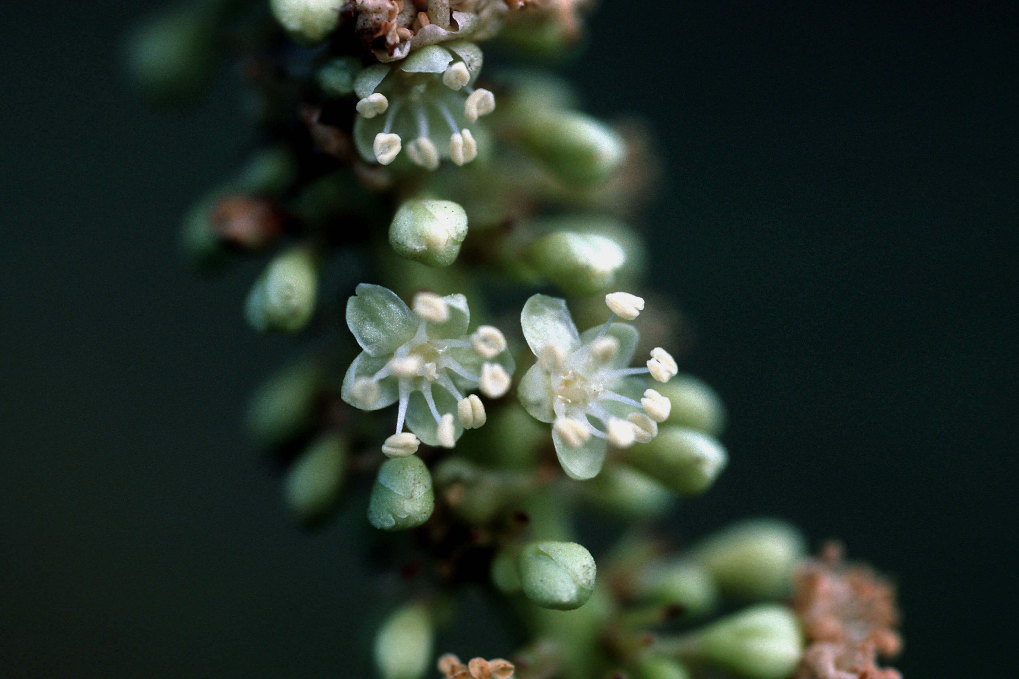 Coccoloba uvifera (L.) L. resmi