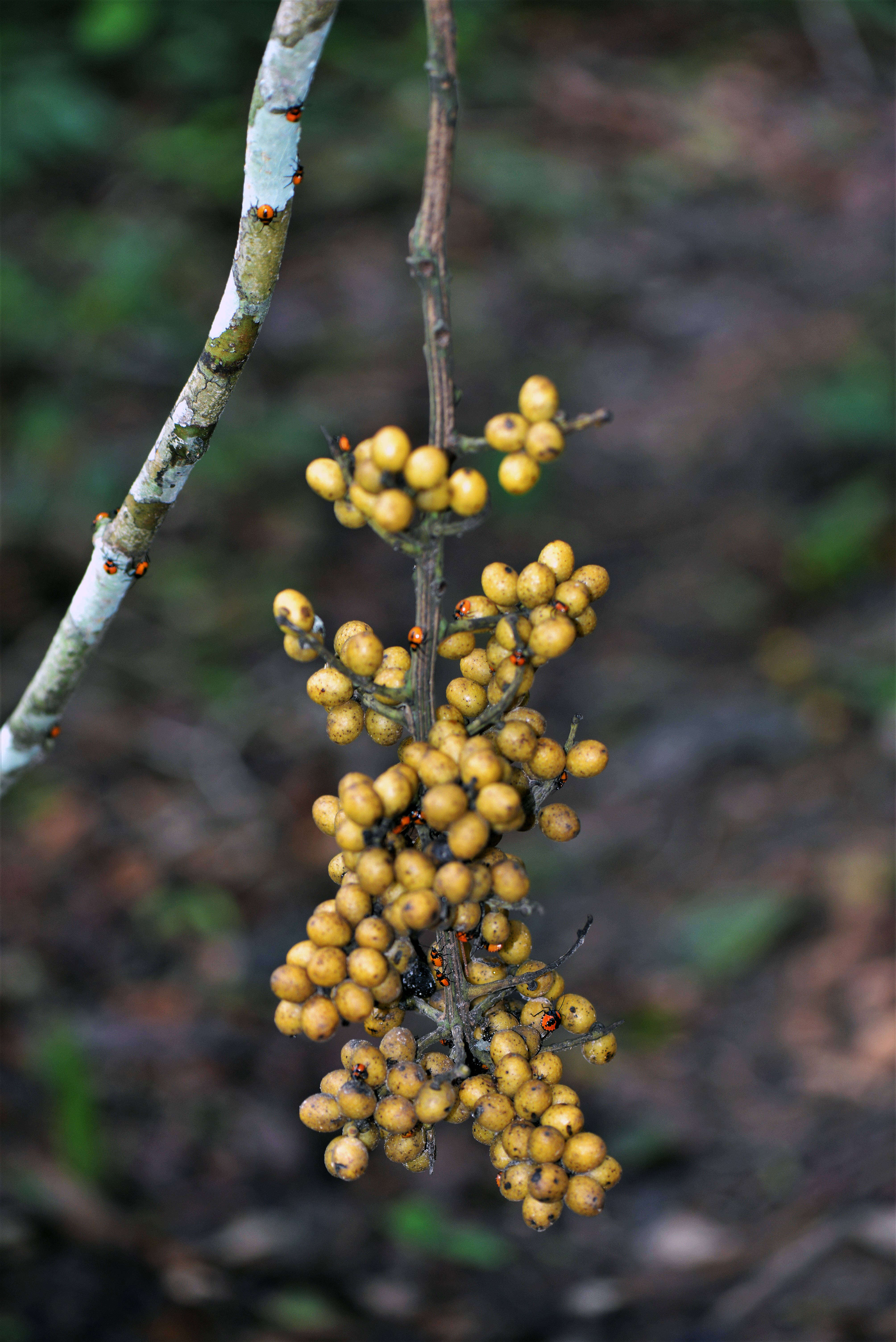 Image of Menispermaceae