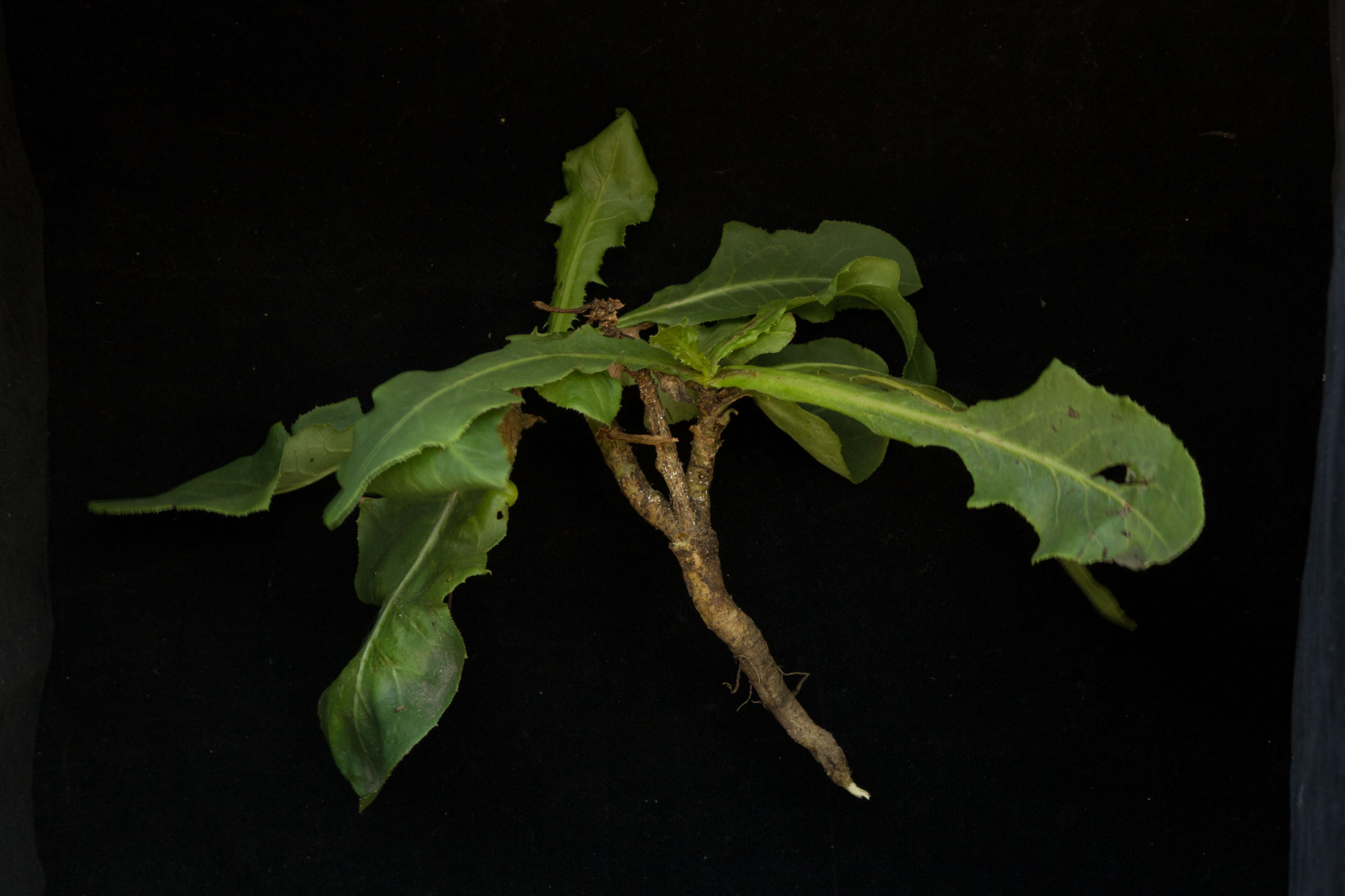 Image of common sowthistle