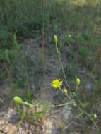 Image of Carolina silkgrass