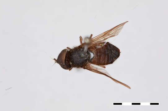 صورة Cheilosia nigripennis Williston