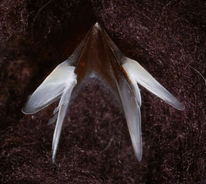 Image of Neoteuthis Naef 1921