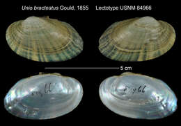 Image of Unio bracteatus A. Gould 1855