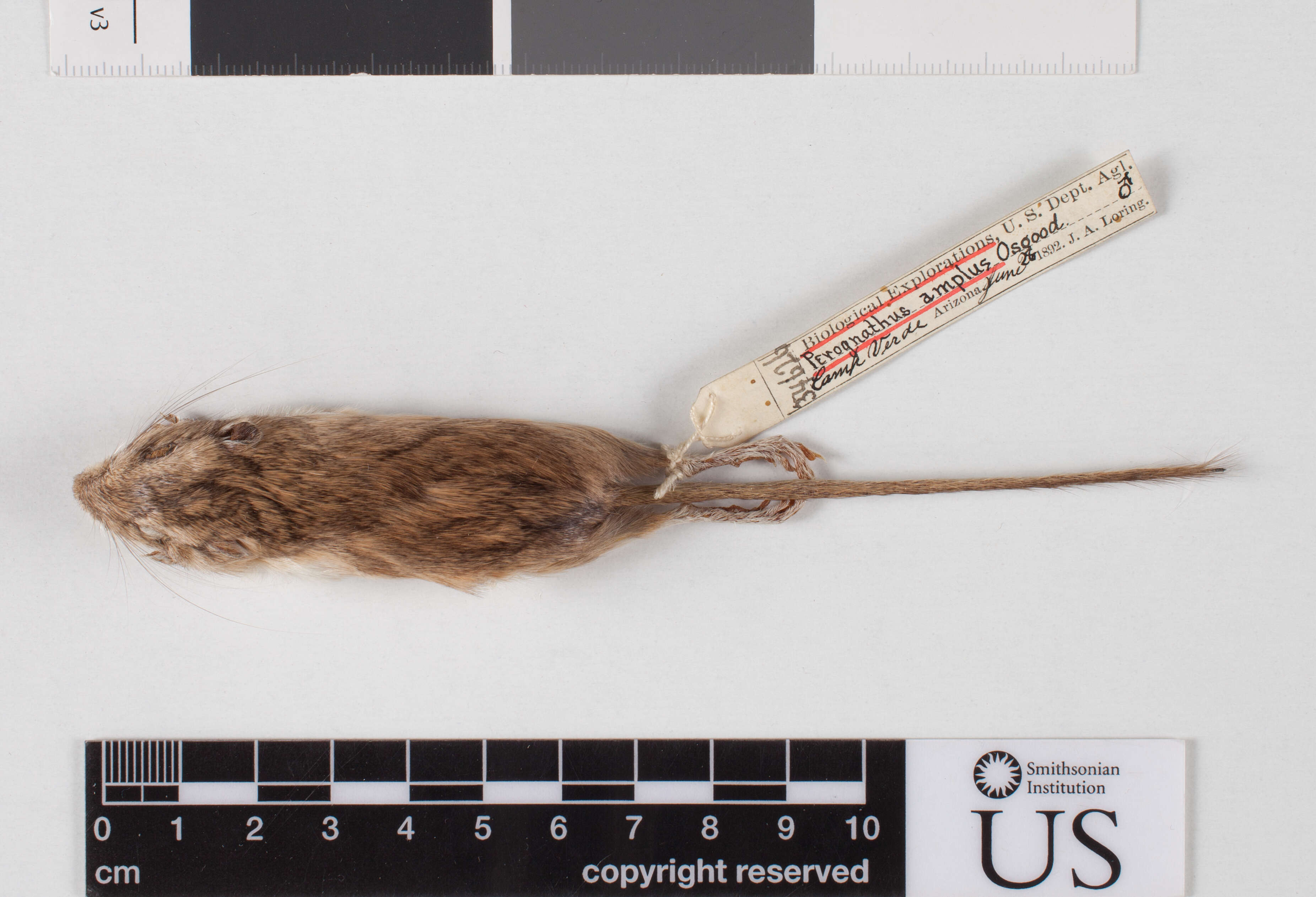 Image of Arizona pocket mouse