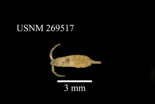 Calanoides acutus (Giesbrecht 1902) resmi