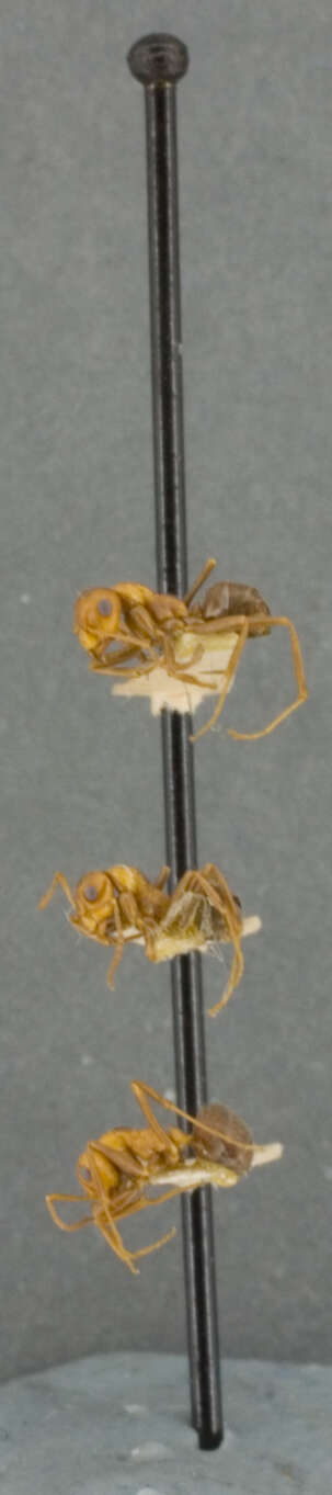 Image of Formica microgyna Wheeler 1903