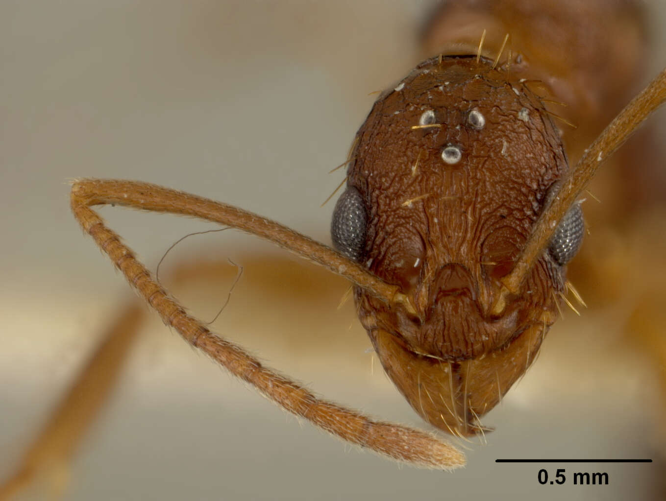 Image of Aphaenogaster honduriana Mann 1922