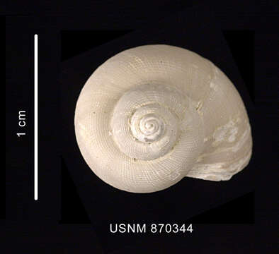 Image of Trochidae