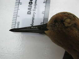 Image of Calidris canutus rufa (Wilson & A 1813)