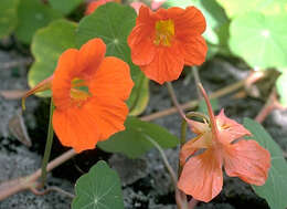 Image of Garden Nasturtium