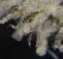 Image of Alcyonidium mamillatum Alder 1857