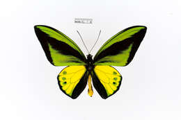 Слика од Ornithoptera goliath Oberthür 1888