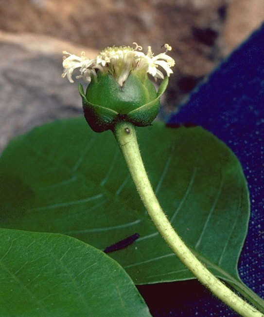 Plancia ëd Oparanthus teikiteetinii (Florence & Stuessy) R. K. Shannon & W. L. Wagner