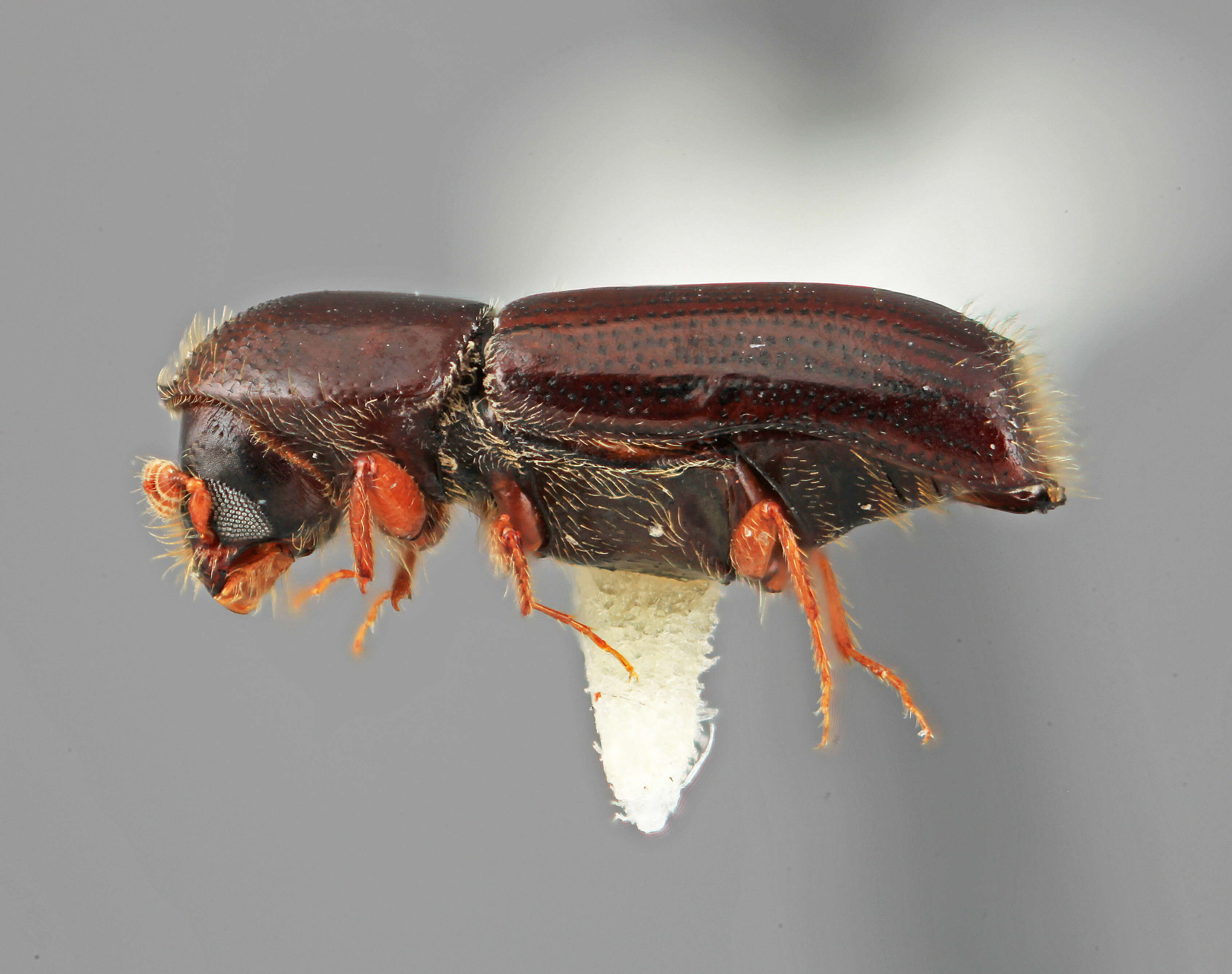 Image of Gnathotrupes nectandrae Wood 1989