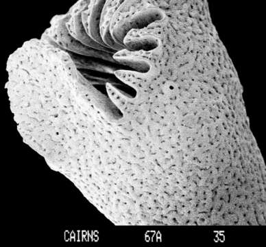 Imagem de Crypthelia formosa Cairns 1983