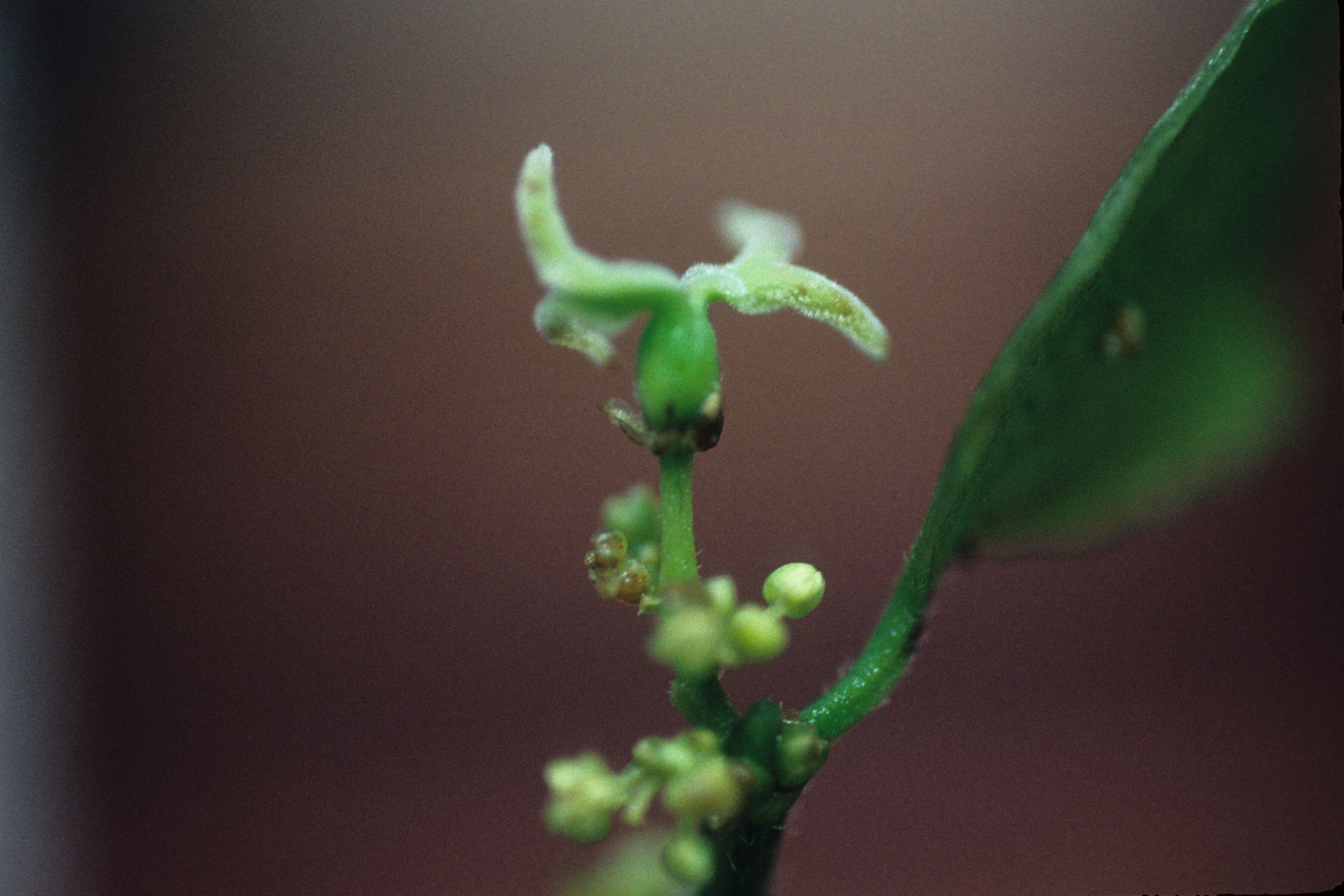 Image of iguana hackberry