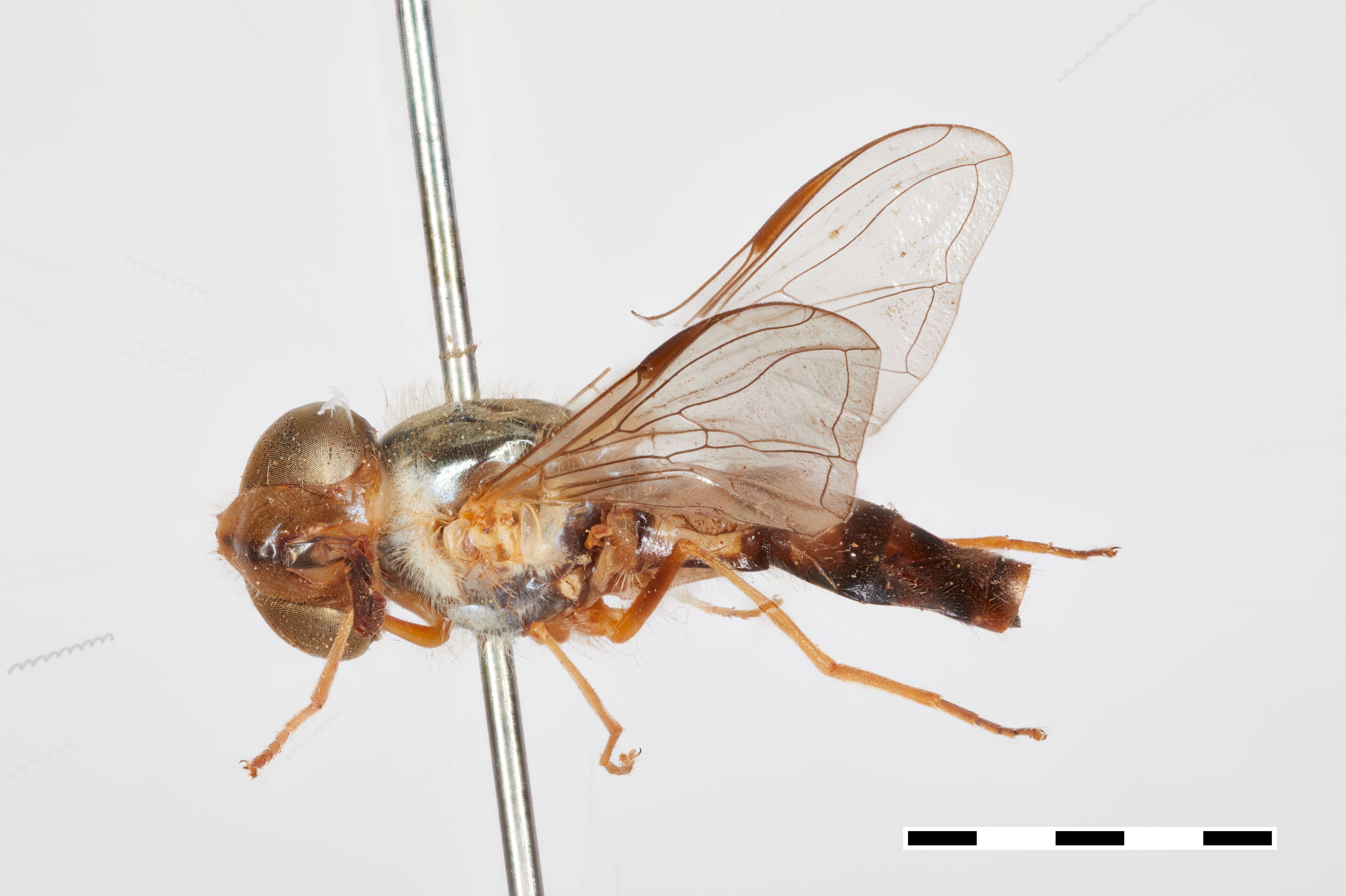 Image of Dasysyrphus pandu Ghorpade 1994