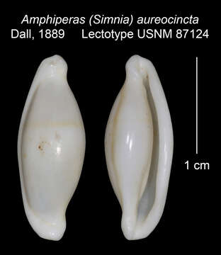 Image of Amphiperas aureocincta Dall 1889