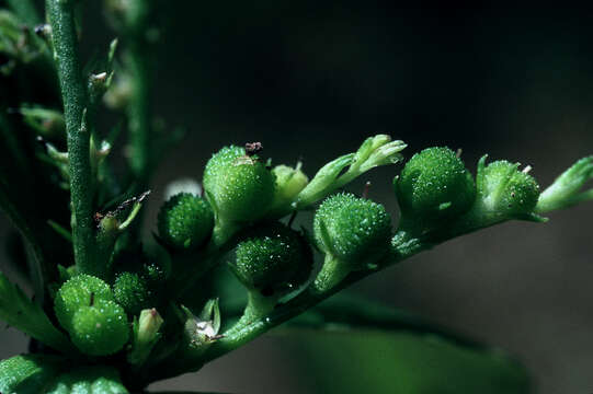 Plancia ëd Spigelia anthelmia L.