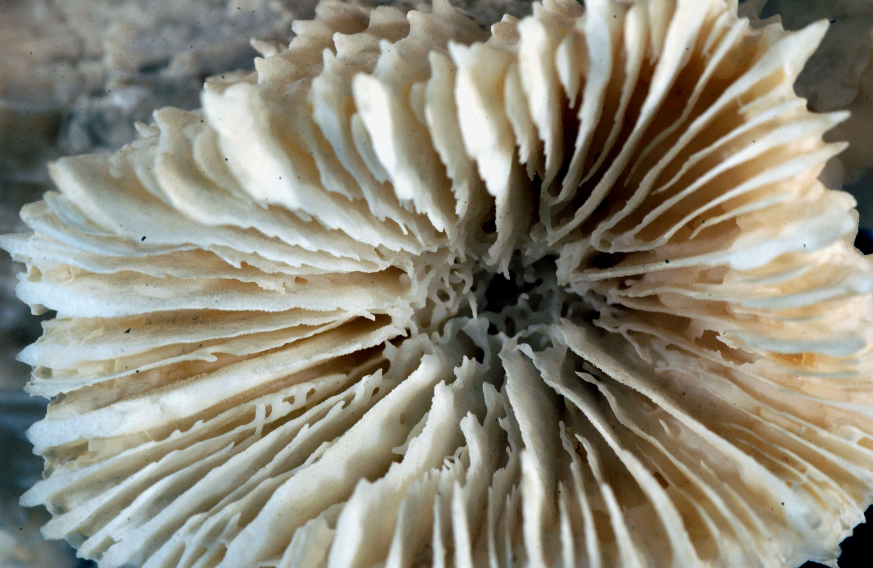 Image of dentate flower coral