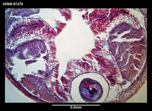 Image of Micrellides multiperula Gibson 1985