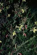 Imagem de Oenothera anomala Curt.