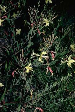 Image de Oenothera anomala Curt.