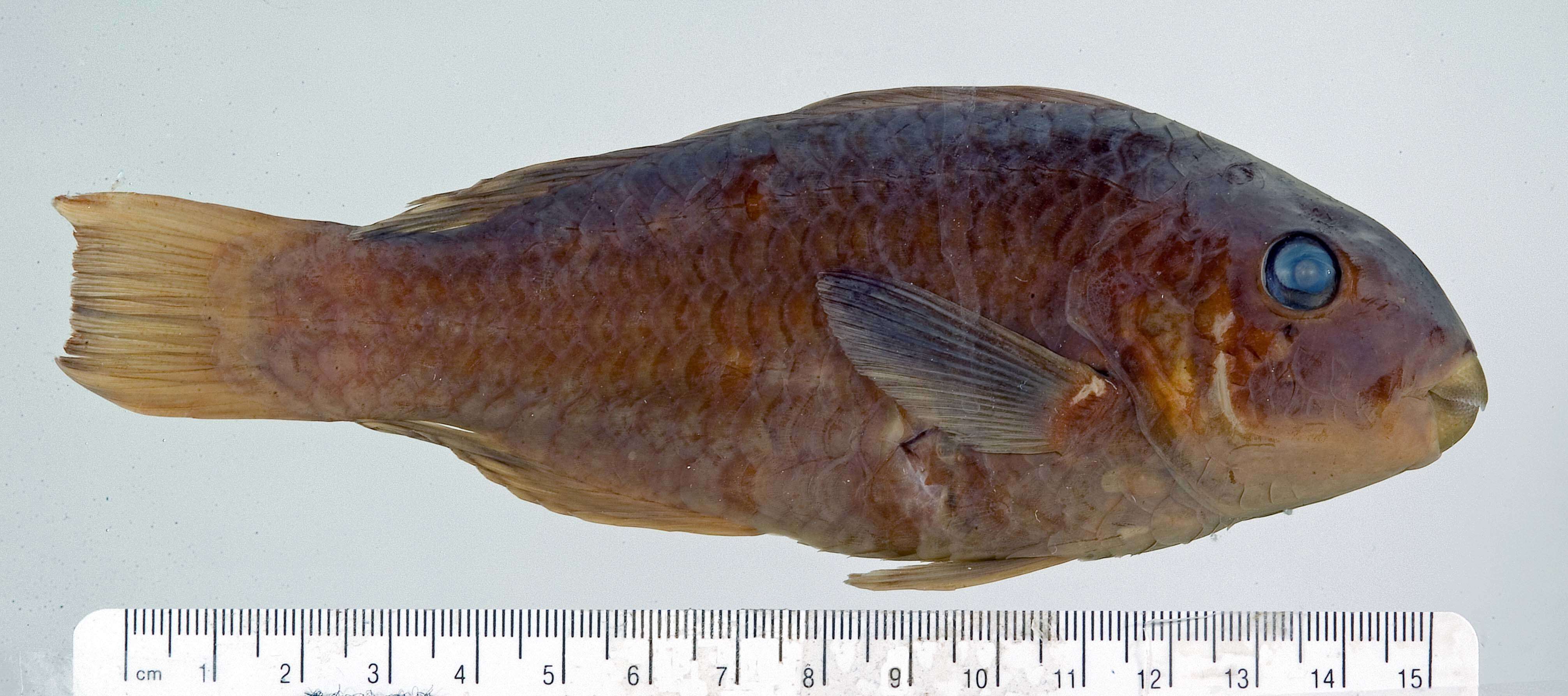 Image of Blunt-head Parrotfish