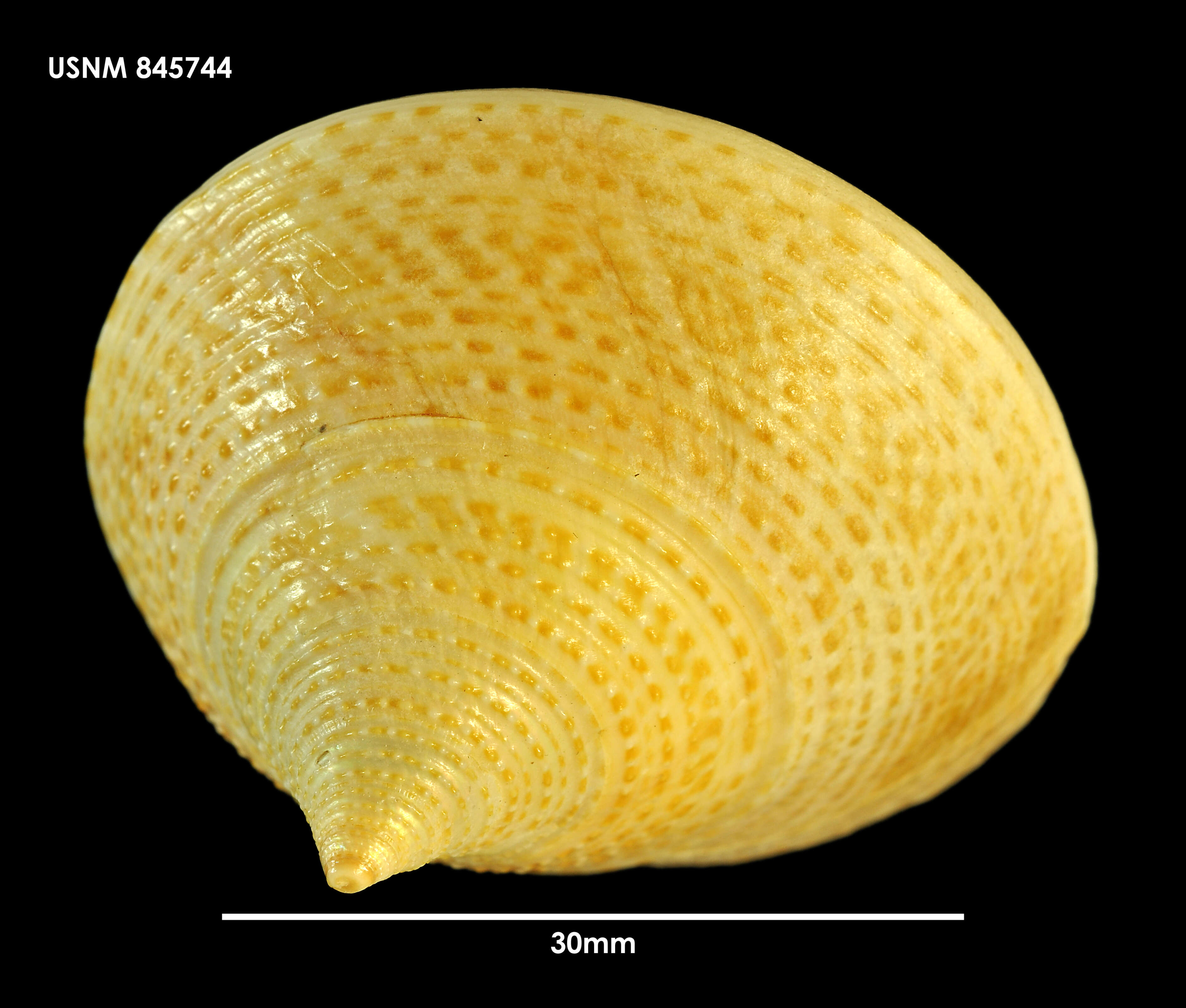 Image of Maurea selecta (Dillwyn 1817)