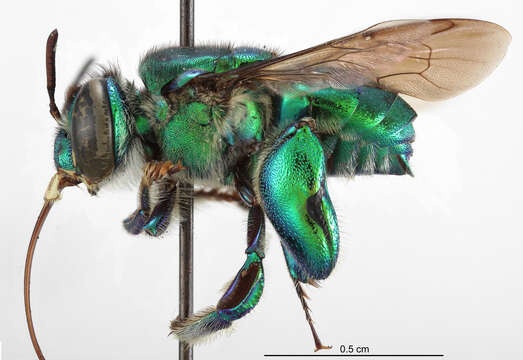 Image of Euglossa hemichlora Cockerell 1917