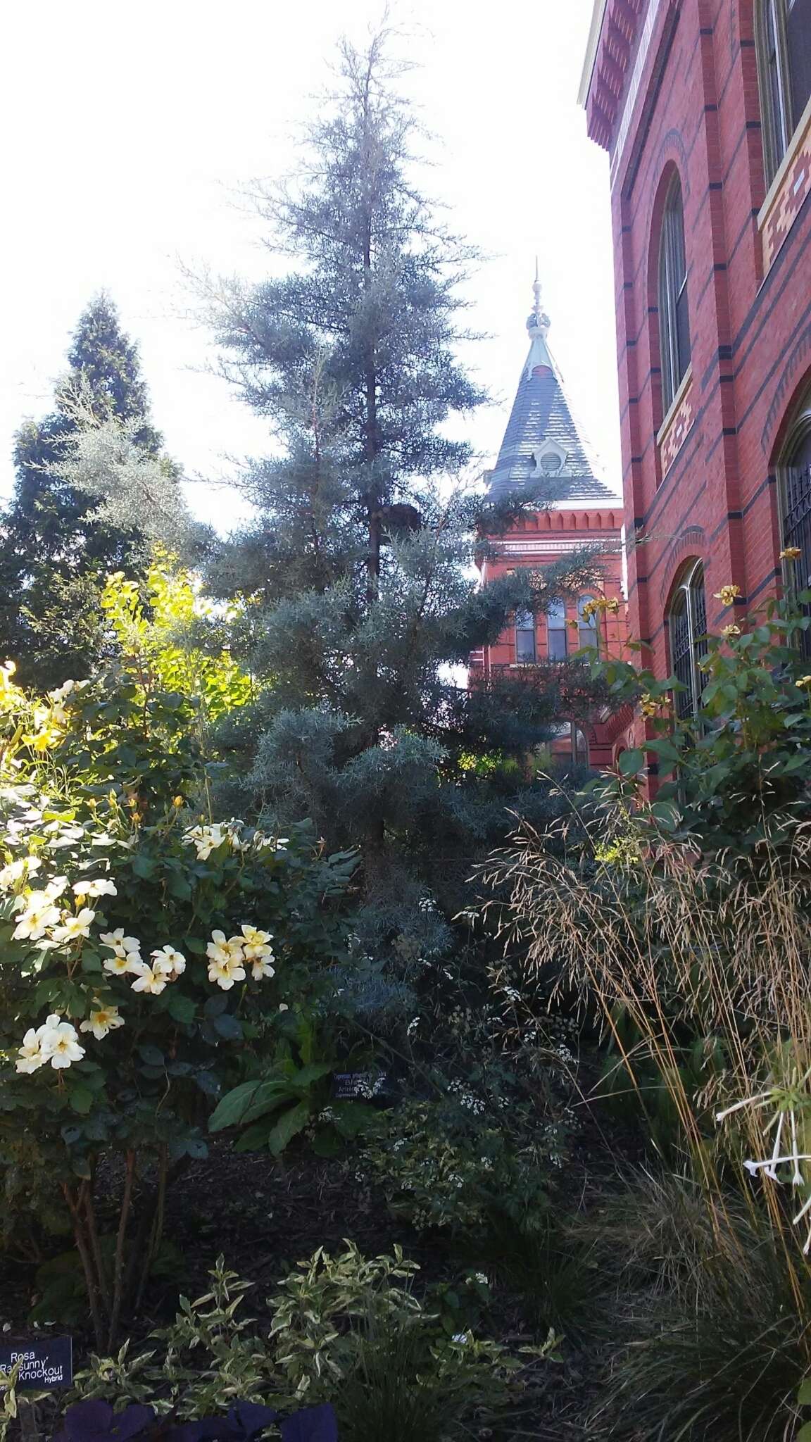 Image of Arizona Cypress