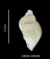 Image of Nothoadmete delicatula (E. A. Smith 1907)