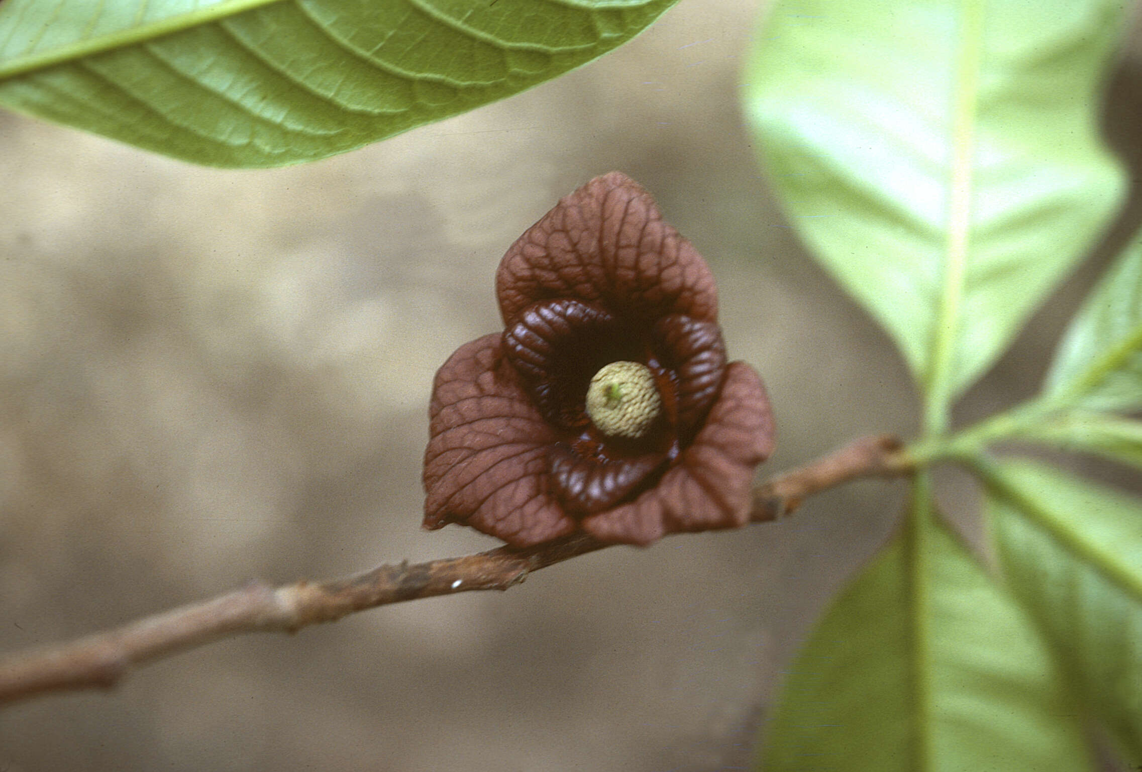 Image of Indian-banana