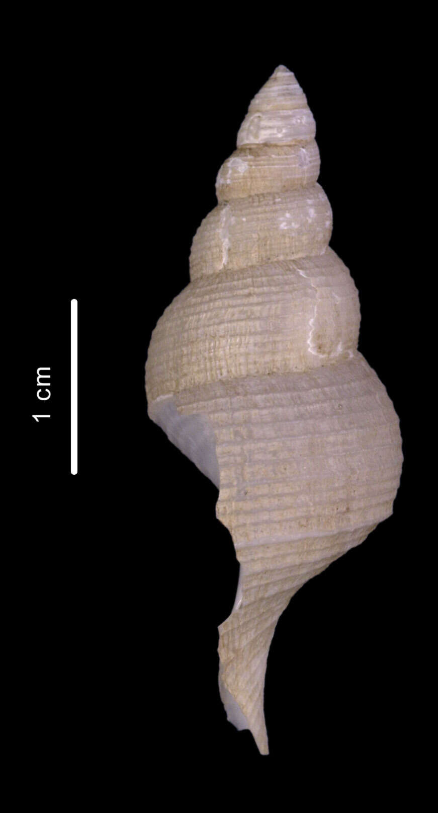 Image of Drepanodontus tatyanae Harasewych & Kantor 2004