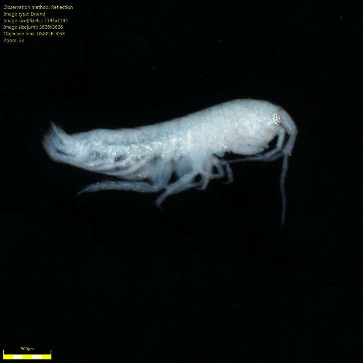 Image of Amphipoda