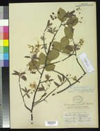 صورة Amelanchier laevis Wieg.