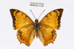 Charaxes kahruba resmi