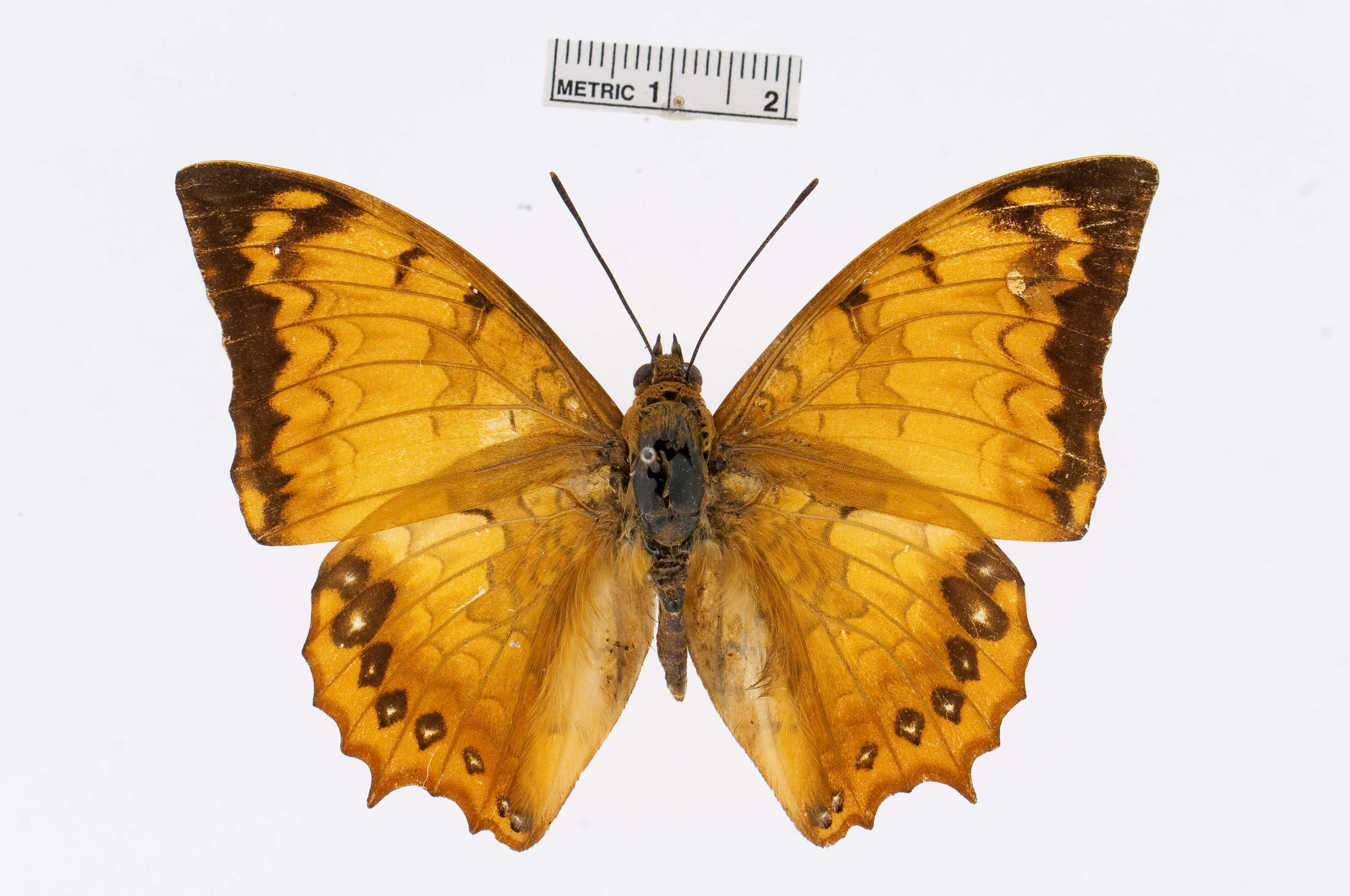 Charaxes kahruba resmi