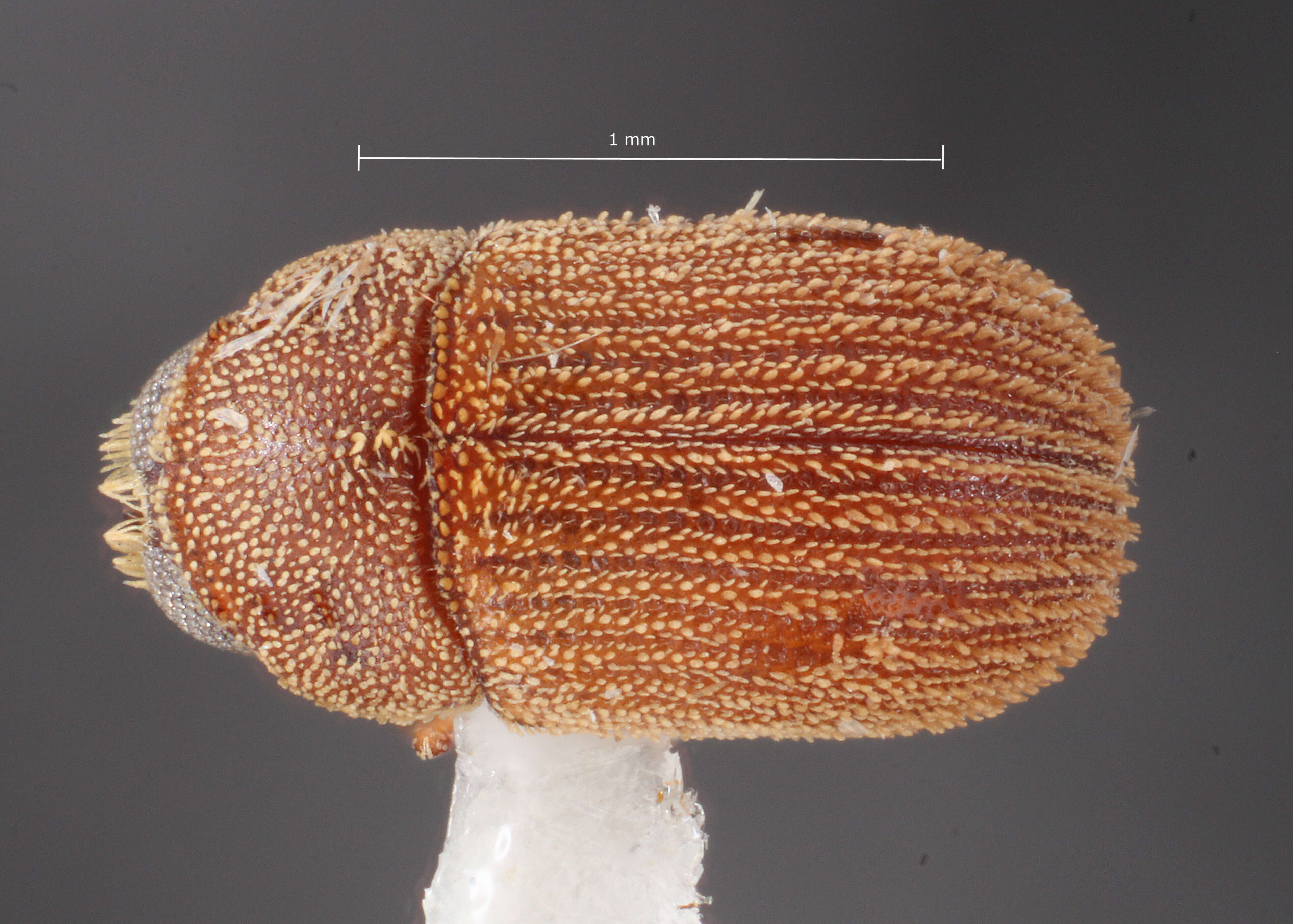 Image of Chaetophloeus mandibularis Bright 1981