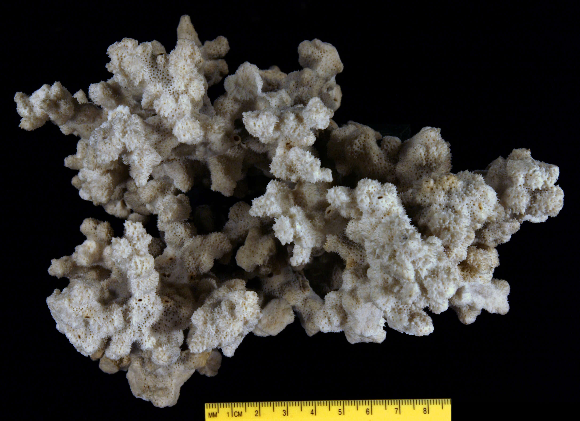 Image of pore coral