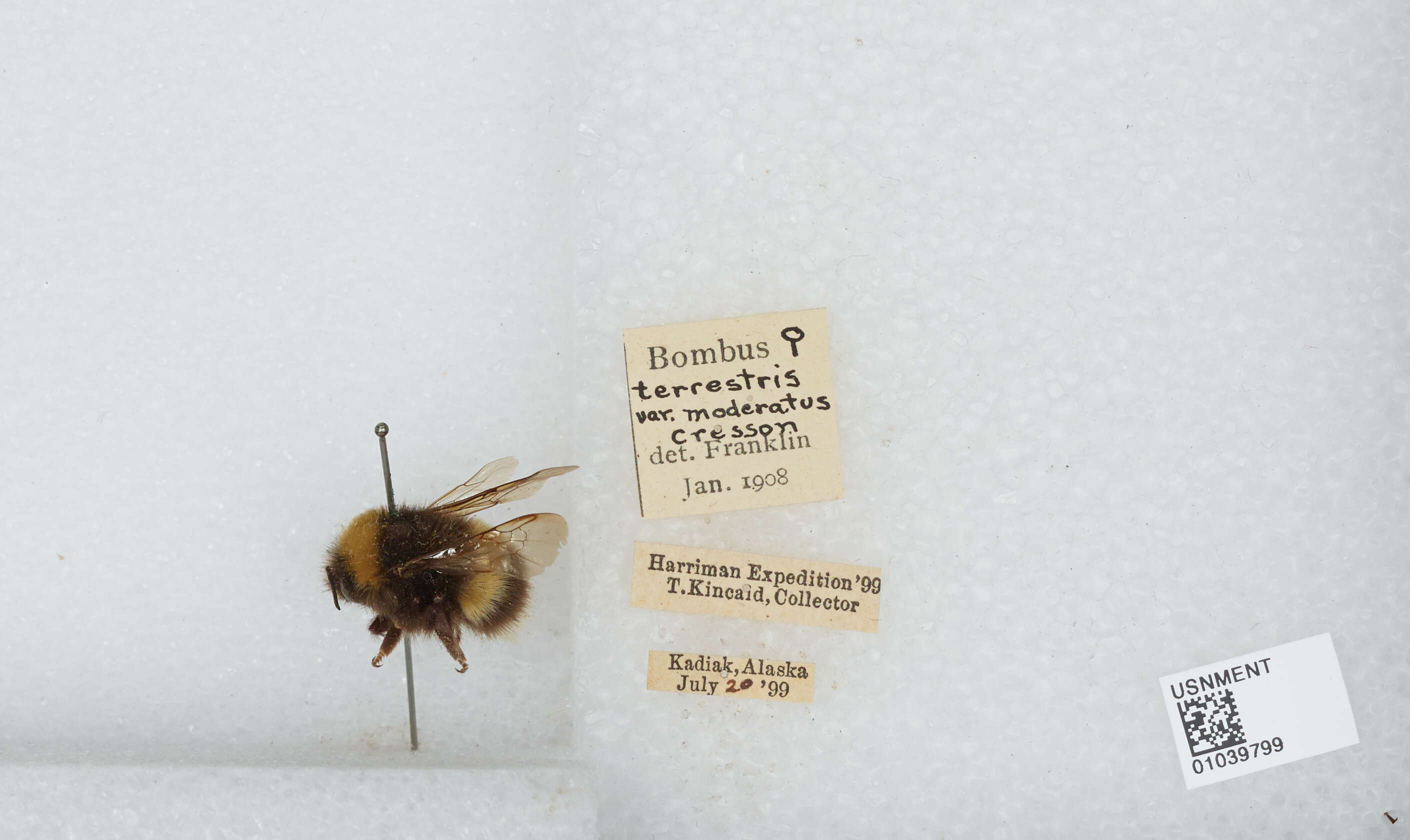 Image of Bombus patagiatus Nylander 1848