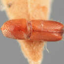 Image de Pityophthorus glutae Wood 1989